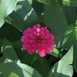Apple Meadow Hardware