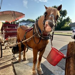 Southern Carriage Tours - Hal gave us a big smile!