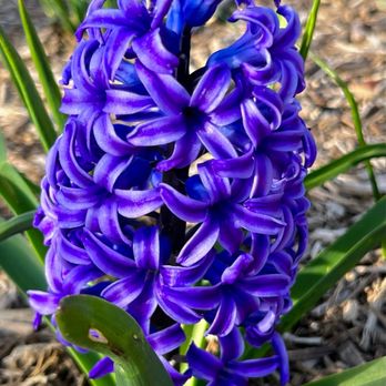 Lilacia Park - Blue hyacinth - Parks Near Me - Lombard, Illinois Lilacia Park - Blue hyacinth - Parks Near Me - Lombard, Illinois
