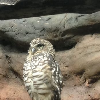 Memphis Zoo - Zoos Near Me - Memphis, Tennessee Memphis Zoo - Zoos Near Me - Memphis, Tennessee