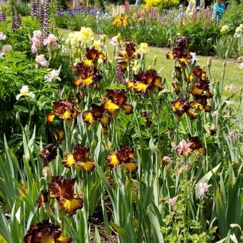 Schreiner's Iris Gardens - Nurseries & Gardening Near Me - Salem, Oregon Schreiner's Iris Gardens - Nurseries & Gardening Near Me - Salem, Oregon