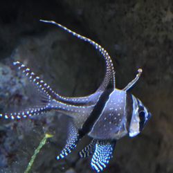 Zoo-Aquarium