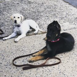 K9 Freedom - Puppies!