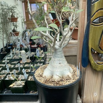 Desert Creations Nursery - Gift Shops Near Me - Northridge, California Desert Creations Nursery - Gift Shops Near Me - Northridge, California