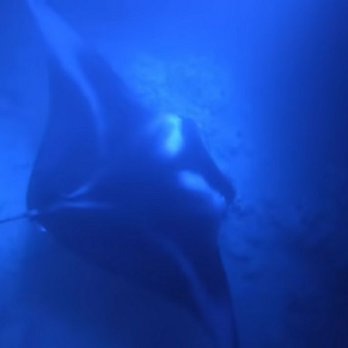 Dolphin Discoveries - A Manta Ray - Boat Tours Near Me - Kailua Kona, Hawaii Dolphin Discoveries - A Manta Ray - Boat Tours Near Me - Kailua Kona, Hawaii
