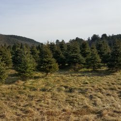 Bakerville Farm Christmas Tree - Trees!