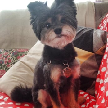 Pet Palace Grooming Salon - They did a great job on Walter, especially his face and ears! - Pet Groomers Near Me - Chicago, Illinois