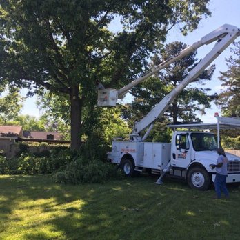 Wilson's Tree Service - Tree Services Near Me - Pheba, Mississippi Wilson's Tree Service - Tree Services Near Me - Pheba, Mississippi