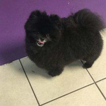 Mel's Pet Spa - Pet Groomers Near Me - Jacksonville, Florida Mel's Pet Spa - Pet Groomers Near Me - Jacksonville, Florida