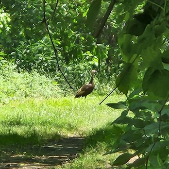 James River State Park - Turkey!!! - Parks Near Me - Gladstone, Virginia James River State Park - Turkey!!! - Parks Near Me - Gladstone, Virginia