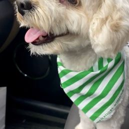 Our little Walt got the best grooming he has ever had at Bobby's Barks and Bubbles!