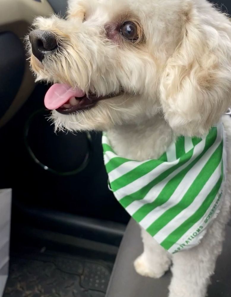 BOBBI’S BARKS AND BUBBLES Updated May 2024 26 Photos 2200 S Oates