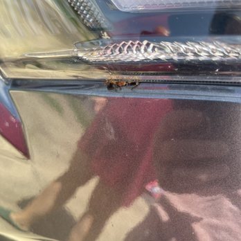 Washaroo Hand Car Wash & Detailing - Dead bug body still lodged in car - Car Wash Near Me - Austin, Texas Washaroo Hand Car Wash & Detailing - Dead bug body still lodged in car - Car Wash Near Me - Austin, Texas