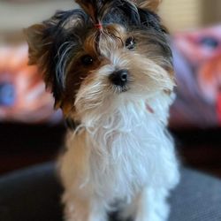 Yoli's Yorkies