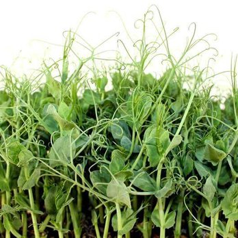 Mighty Greens - a close up of a potted plant - Specialty Food Near Me Mighty Greens - a close up of a potted plant - Specialty Food Near Me