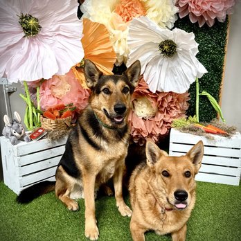 Furly's Pet Supply - Spring photo area - Pet Stores Near Me - Lake Forest, California