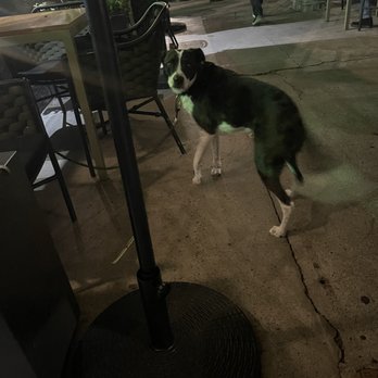 Pappalecco - Dogs are allowed both indoors and out - Sandwiches Near Me - San Diego, California