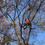 Hansen's Tree & Crane Service
