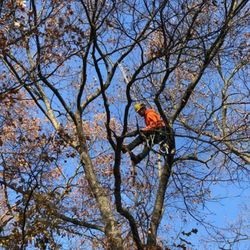 Hansen's Tree & Crane Service