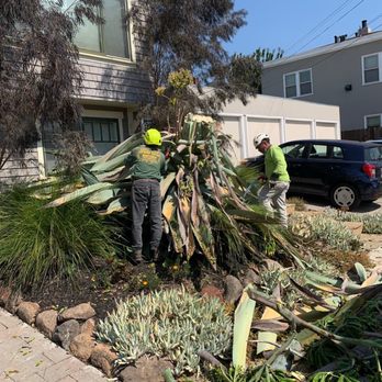 Willy's Tree Service - Watch those spines guys! They are sharp AF! - Tree Services Near Me