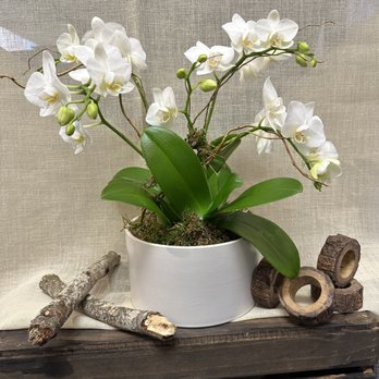 Beautiful Flowers - Mini Orchid white - Flowers & Gifts Near Me - Glen Head, New York