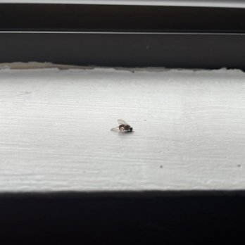 Big Bear Vacations - Dead fly left on the windowsill, indicative of the overall lack of cleanliness or attentiveness. - Vacation Rentals Near Me - Big Bear Lake, California