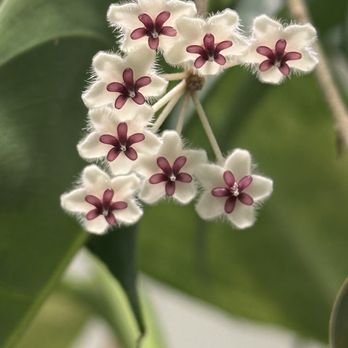 Plantpacity - Nurseries & Gardening Near Me - Portland, Oregon