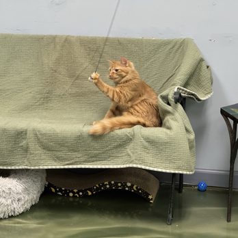 The Kitty Beautiful - Cats! - Cafes Near Me - Orlando, Florida The Kitty Beautiful - Cats! - Cafes Near Me - Orlando, Florida