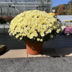 Robinson's Greenhouse - Beautiful selection of mums