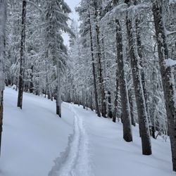 Ski Santa Fe - Trail