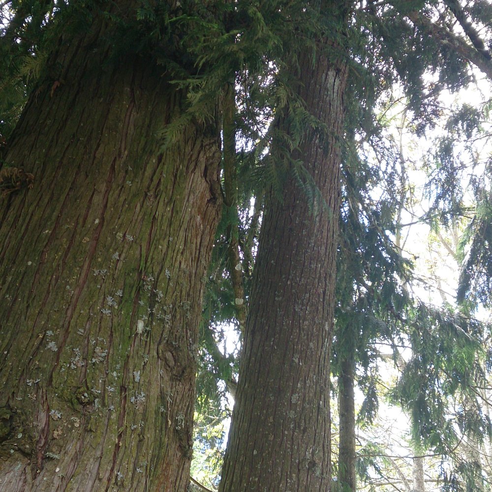 Helvetia Winery - Wineries Near Me - Hillsboro, Oregon