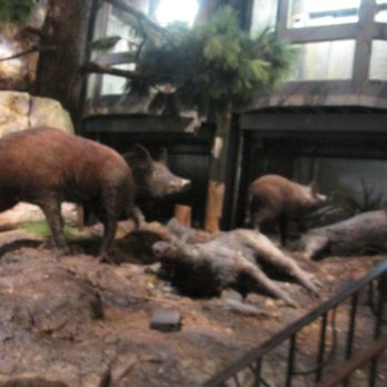 Bass Pro Shop - Guns & Ammo Near Me - Memphis, Tennessee