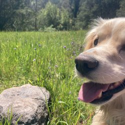 Wild Side Dog Walking