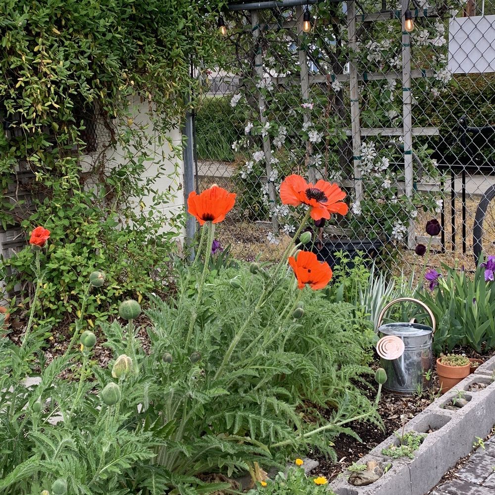 Art Bop Beer - Poppies!!! - Breweries Near Me - Talent, Oregon Art Bop Beer - Poppies!!! - Breweries Near Me - Talent, Oregon