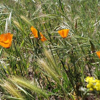 Bommer Canyon - Hiking Near Me - Irvine, California