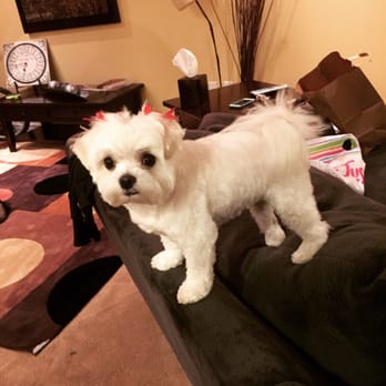 Messy Mutt - Cleo got a great cut from Messy Mutt - Pet Groomers Near Me Messy Mutt - Cleo got a great cut from Messy Mutt - Pet Groomers Near Me