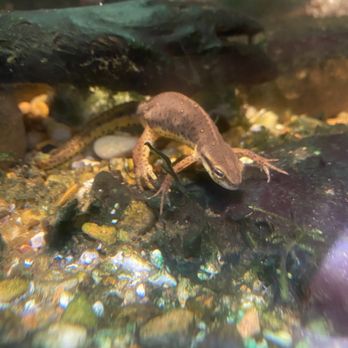 Ijams Nature Center - Parks Near Me - Knoxville, Tennessee