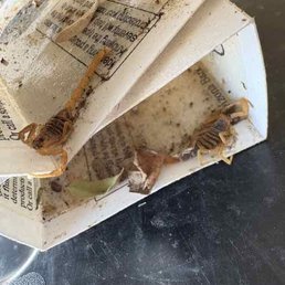 Scorpions on glue traps