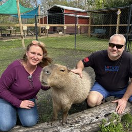 Capybara