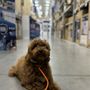 Photo of Triumph K9 Training