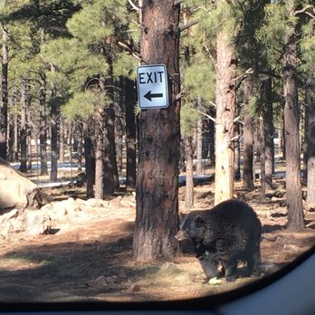 Bearizona - Zoos Near Me - Williams, Arizona Bearizona - Zoos Near Me - Williams, Arizona