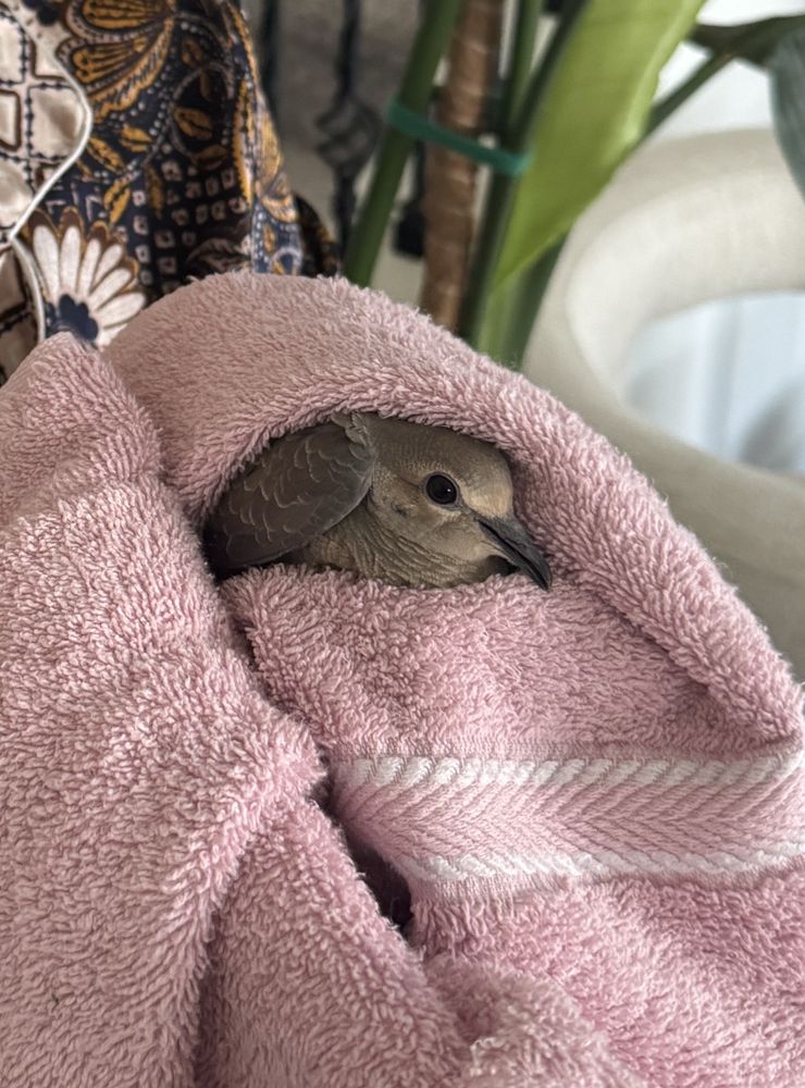 Wildlife Care Association - social services organization in McClellan, CA