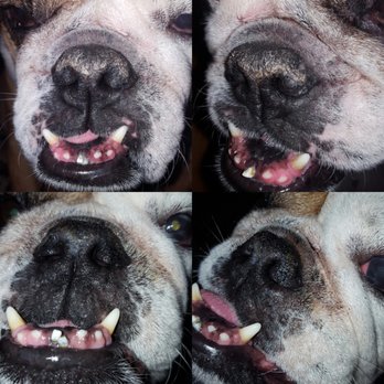 Natural Dog Company - Top pics are his before and bottom pics are after 6days. - Pet Stores Near Me - Marble Falls, Texas Natural Dog Company - Top pics are his before and bottom pics are after 6days. - Pet Stores Near Me - Marble Falls, Texas