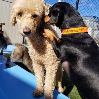 PetSuites Spring Klein - Pet Boarding Near Me - Spring, Texas