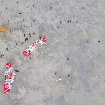 Maple Leaf Storage - Mouse droppings and candy from somewhere found under a shelf after only two weeks. - Self Storage Near Me - Carthage, Missouri Maple Leaf Storage - Mouse droppings and candy from somewhere found under a shelf after only two weeks. - Self Storage Near Me - Carthage, Missouri