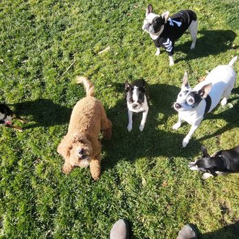 Suzanne's Dog Boarding - Pet Boarding Near Me - Oakland, California Suzanne's Dog Boarding - Pet Boarding Near Me - Oakland, California