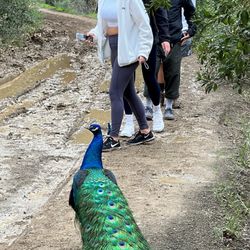 Black Star Canyon Trail - Peacock on the trail