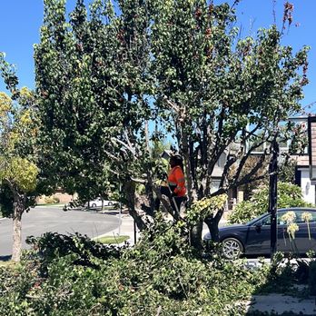 New Pacific Trees - Tree Services Near Me - Colton, California