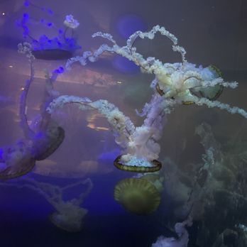 Shark Reef Aquarium at Mandalay Bay - The Dancing Jellyfish - Aquariums Near Me - Las Vegas, Nevada