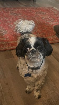 Eagle Stadium Dog Grooming